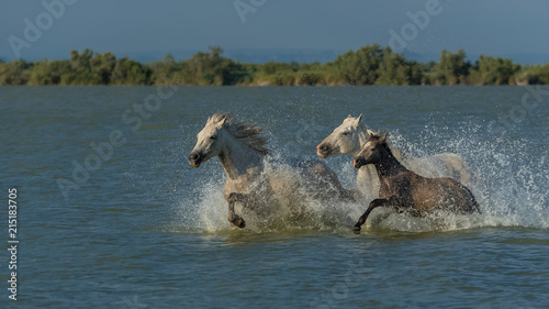 White horses and foals running in the water  evening light  