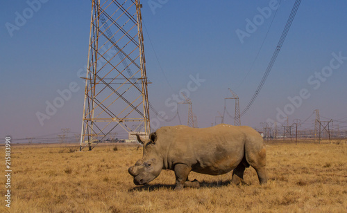 White rhino dehorned for protection against poaching in South Africa image with copy space in landscape format