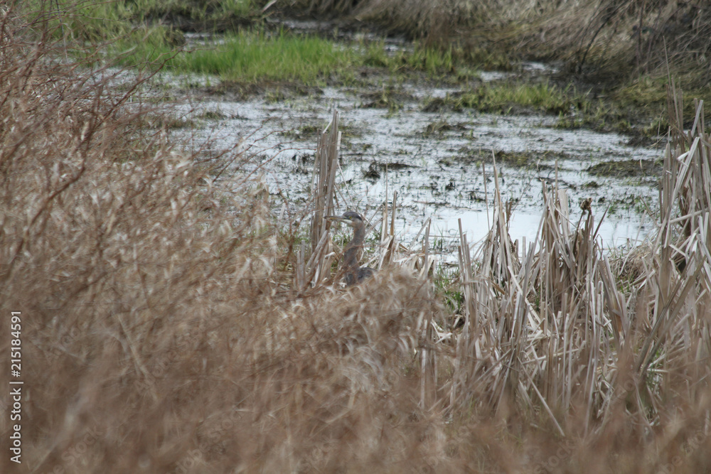 A blue heron hiding in the reeds