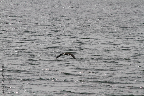 A bald eagle flying in for a landing