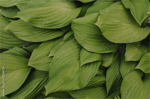 large green leaves of the flower with large veins. flower leaf texture