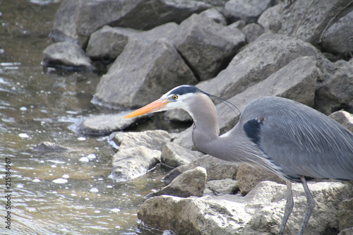A great blue heron fishing on the side of a stream