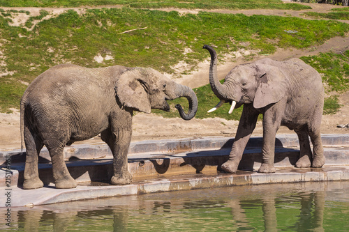 Young elephants play near a watering hole in a safari park.