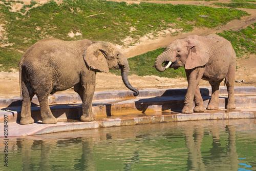 Young elephants play near a watering hole in a safari park.