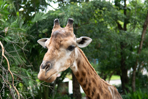 Giraffe in the zoo © wachiwit