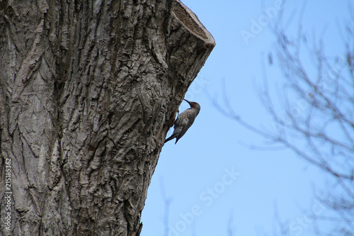 A Northern flicker woodpecker boring into the side of an old cut up tree looking for insects.