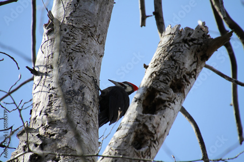 A pileated woodpecker looking for insects on a dead tree on a sunny day .