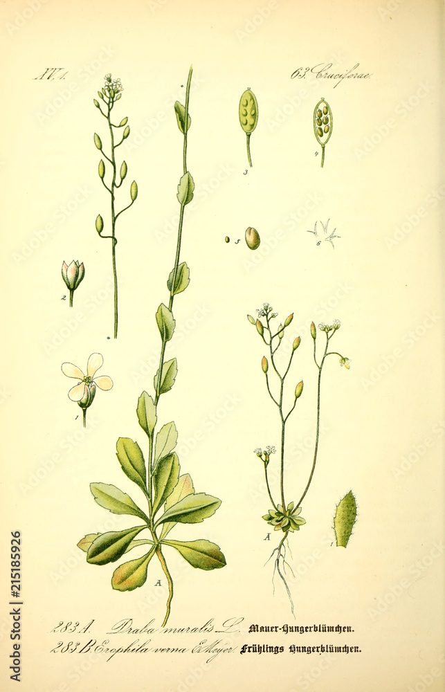 Illustration of plant - obrazy, fototapety, plakaty 