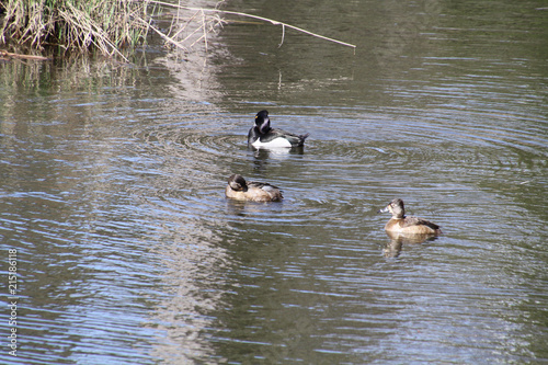 American Widgeon ducks swimming in a stream on a Sunny day.
