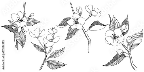 Apple bloom in a vector style isolated. Full name of the plant: Apple bloom. Vector flower for background, texture, wrapper pattern, frame or border.