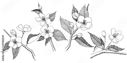 Apple bloom in a vector style isolated. Full name of the plant: Apple bloom. Vector flower for background, texture, wrapper pattern, frame or border.