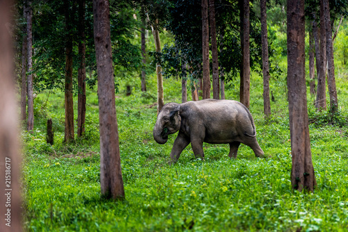 Asian wild elephant Kuiburi National Park  Thailand