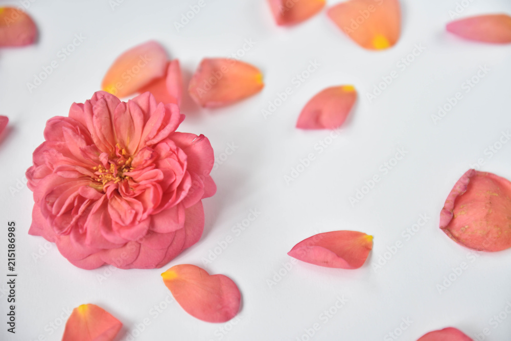 rose on white background. tea rose. art soft focus.