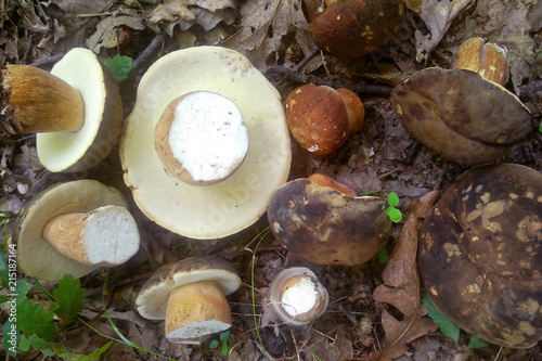 Boletus aereus mushroom photo