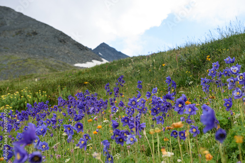 Alpine flowers grow high in the mountains in the background of the mountain and clouds. Altai, the Belukha mountain.