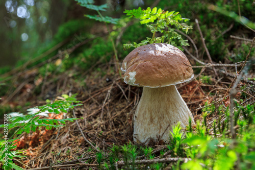 Large white mushroom in a pine forest