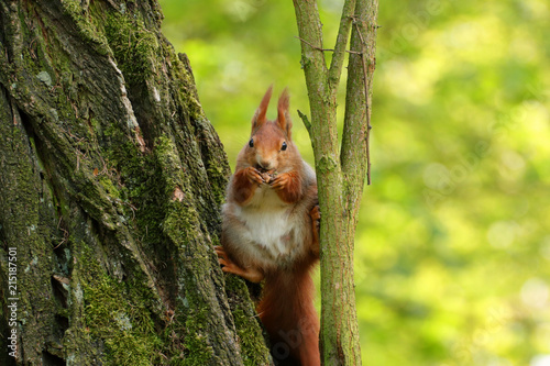 Fototapeta Naklejka Na Ścianę i Meble -  Brown squirrel eat and sits on the tree