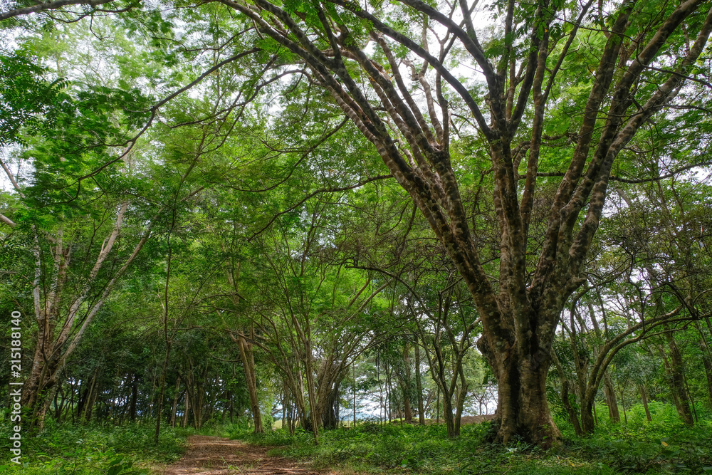 deep rain forest in Khao Samroiyod national park prachubkirikhun frome thailand. deep rain forest in Khao Samroiyod national park prachubkirikhun frome thailand.