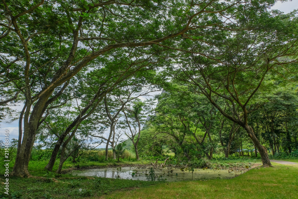 deep rain forest in Khao Samroiyod national park prachubkirikhun frome thailand