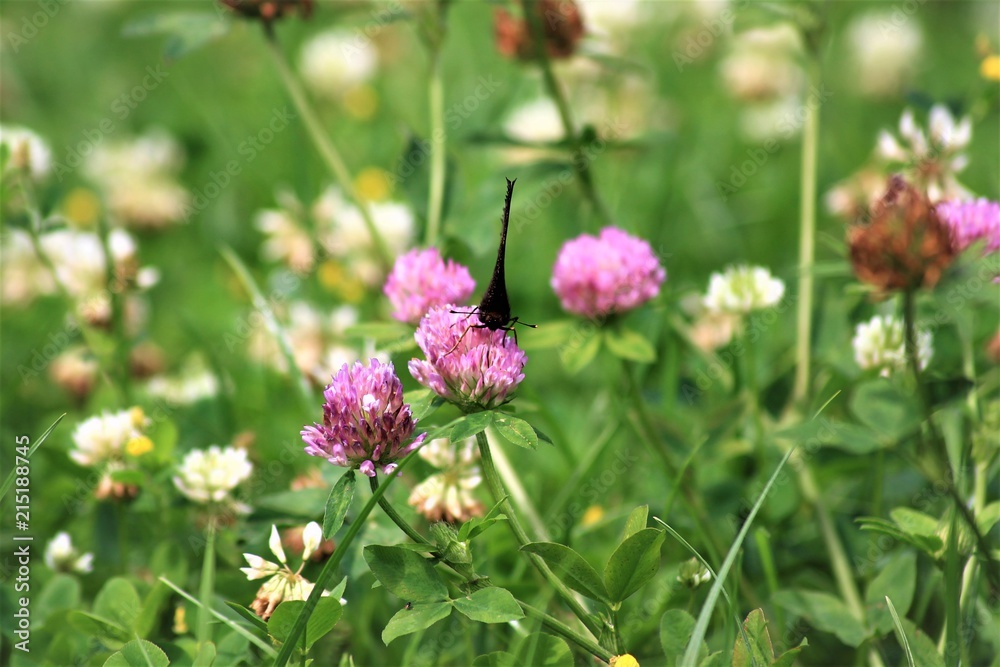 Butterfly Butterfly