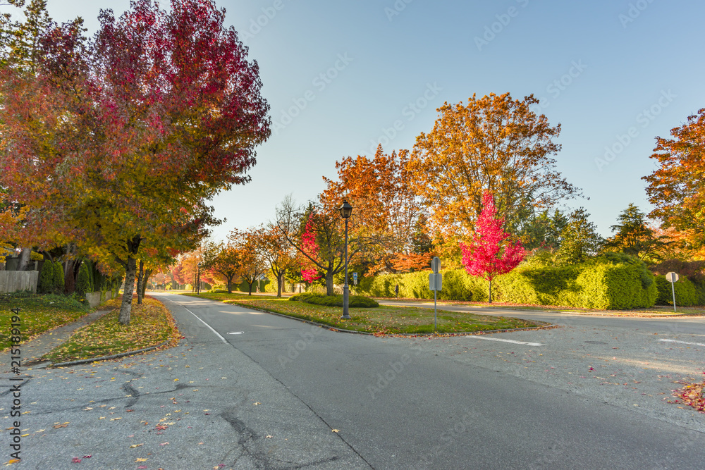 asphalt road in an autumn street with trees and fallen leaves along a green fence of plants asphalt road in an autumn street with trees and fallen leaves along a green fence of plants
