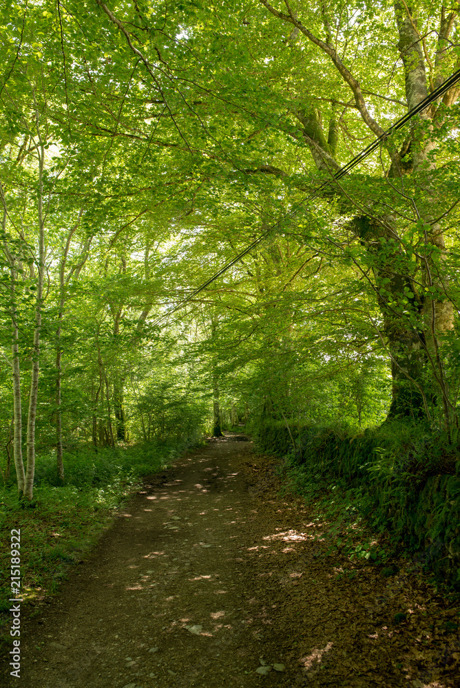 Forest on the Camino de Santiago by Roncesvalles. Forest on the Camino de Santiago by Roncesvalles.