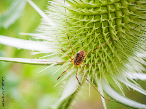 Weberknecht Opiliones sitzt auf einer Weberkarde photo