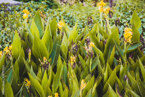 Fototapeta Naklejka Na Ścianę i Meble -  Abstract Natural Nature Yellow Flowers Background Spring and Summer,Tropical Flowers Backgrounds