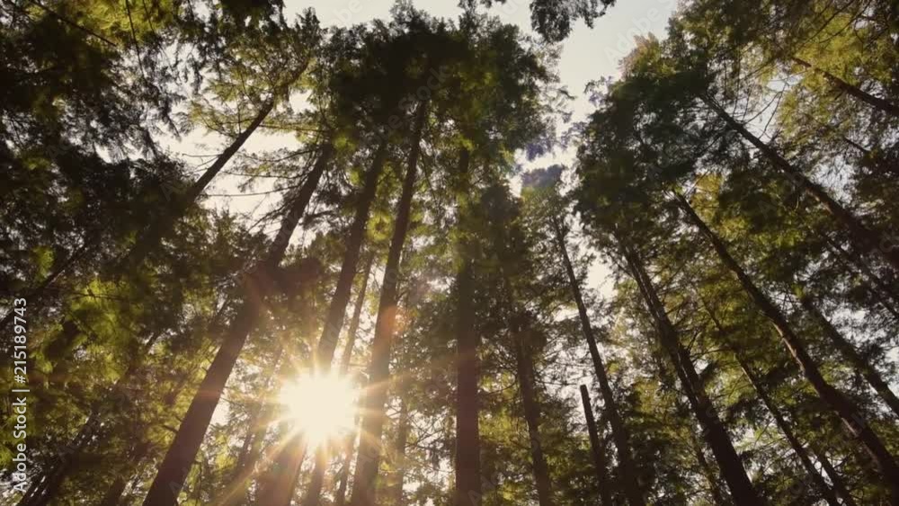bright white sun shines through the trees in the forest bright white sun shines through the trees in the forest