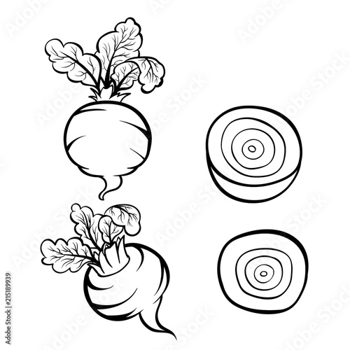 Vector hand drawn illustration of beet. Outline doodle icon. Food sketch for print, web, mobile and infographics. Isolated on white background element. Set