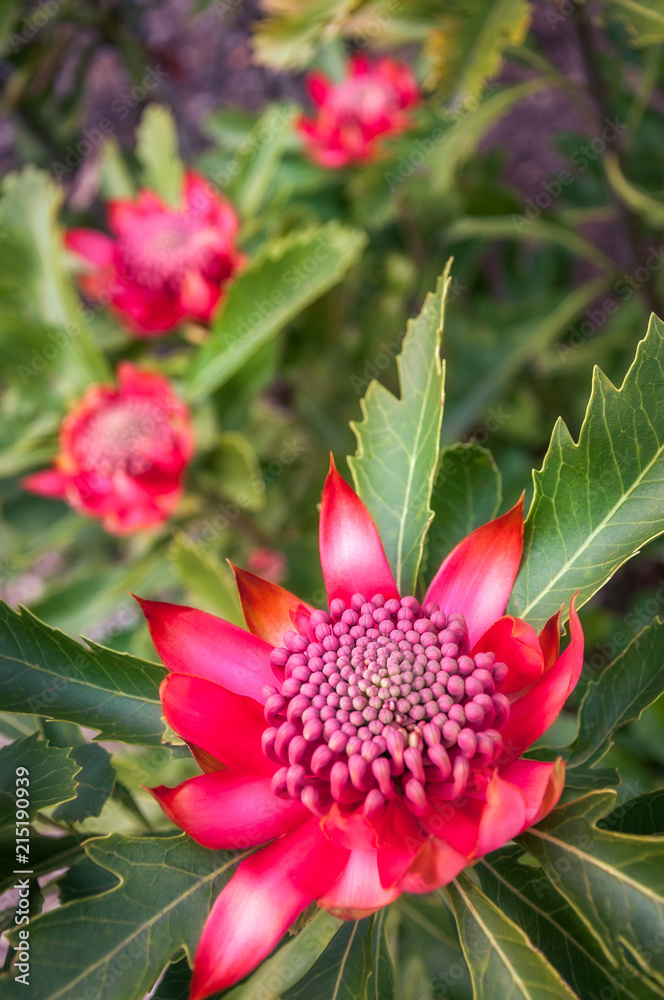 A group of wild waratah flowers in a bush in their own environment at