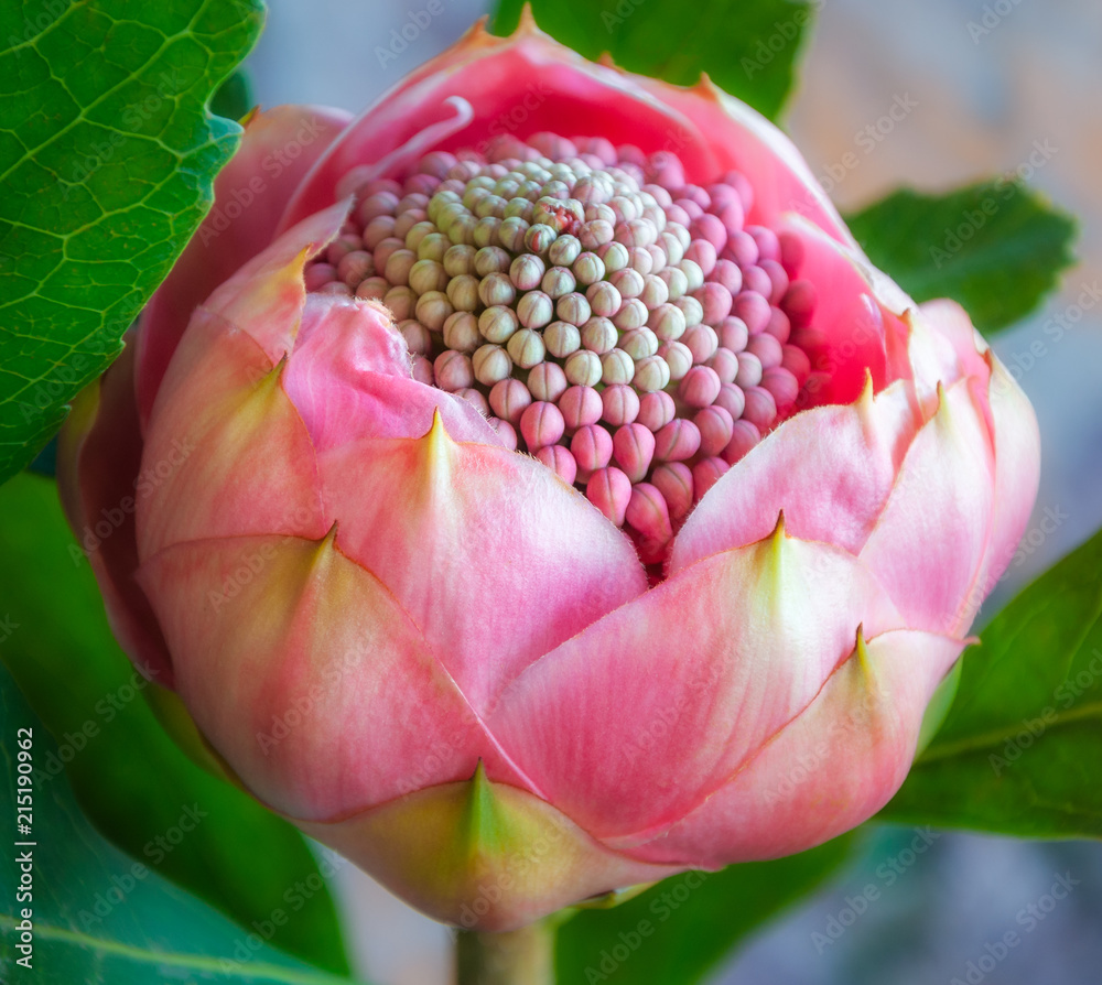 New South Wales Flower Festival Best Flower Site