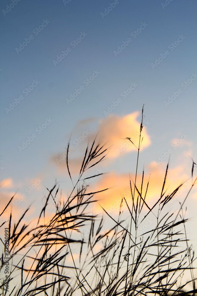 Obraz premium flower grass silhouette on sky with clouds and sun.