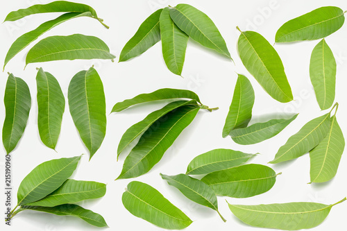 Green mango leaves on white background and texture.