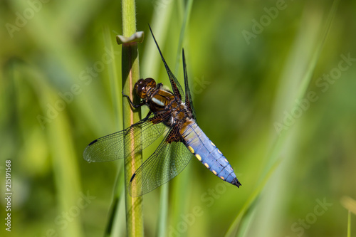 Blue libellula depressa dragonfly from Normandie