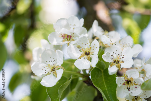 Weiße Gartenblumen Nahaufnahme