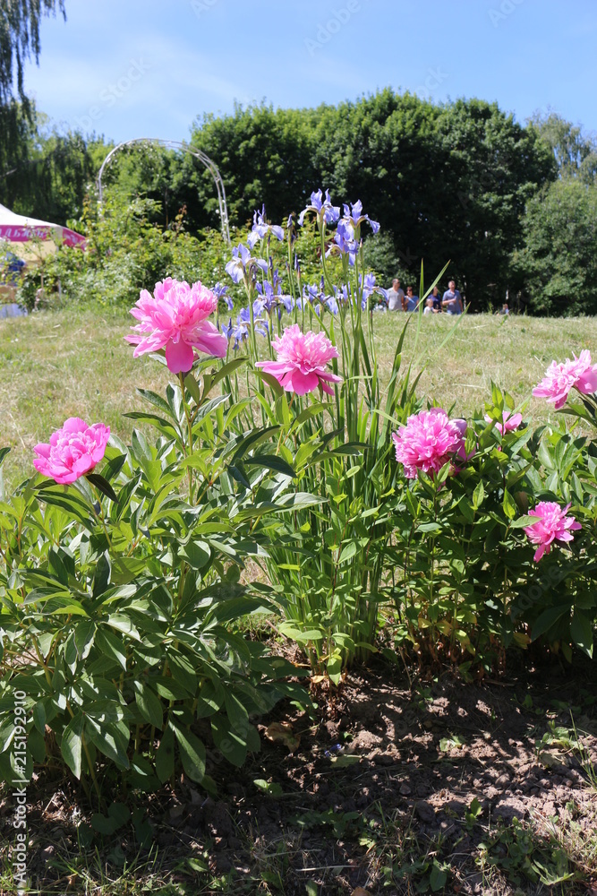 pink peonies and purple irises on a flower bed in the Park