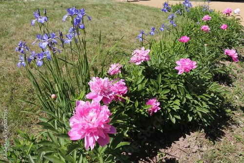Fototapeta Naklejka Na Ścianę i Meble -  pink peonies and purple irises on a flower bed in the Park