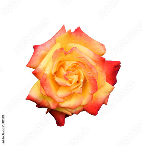 Rose head close up isolated on white background.  Pink and orange rose flower on white background. Macro photo of tea rose close up