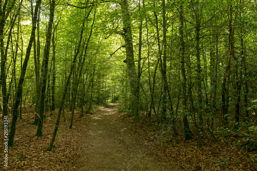 Forest on the Camino de Santiago by Roncesvalles.