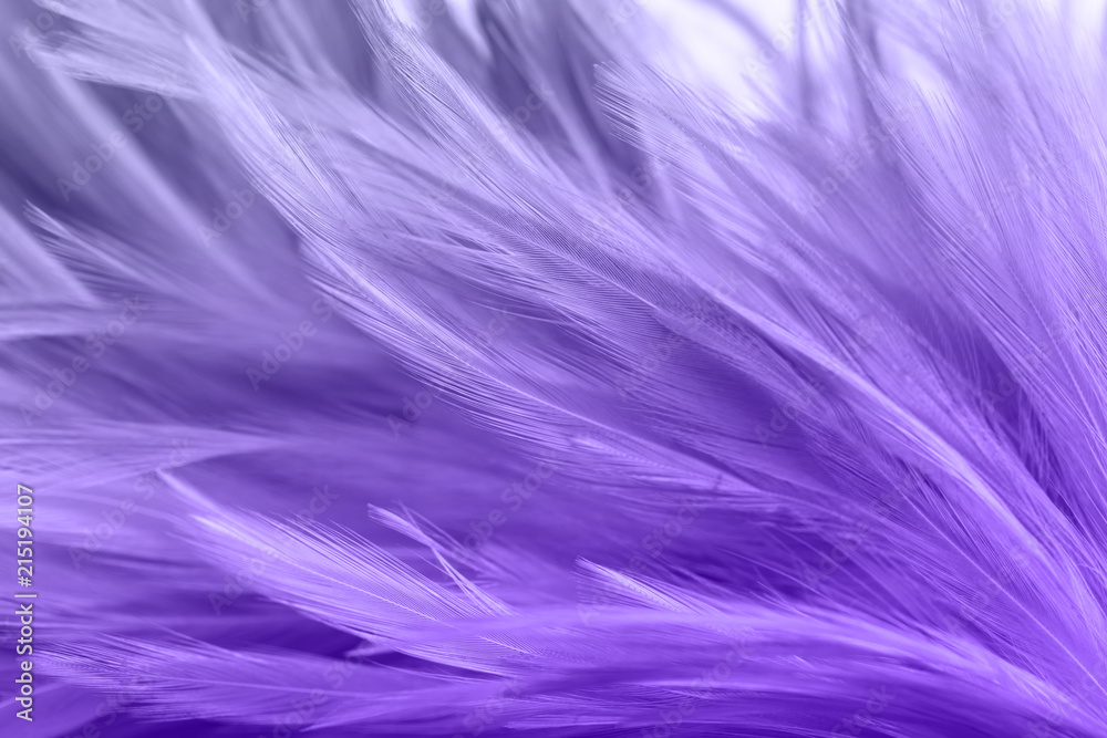 Purple chicken feathers in soft and blur style for background Purple chicken feathers in soft and blur style for background