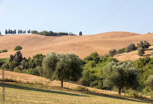 Panoramic view of olive groves and fields on rolling hills of Abruzzo