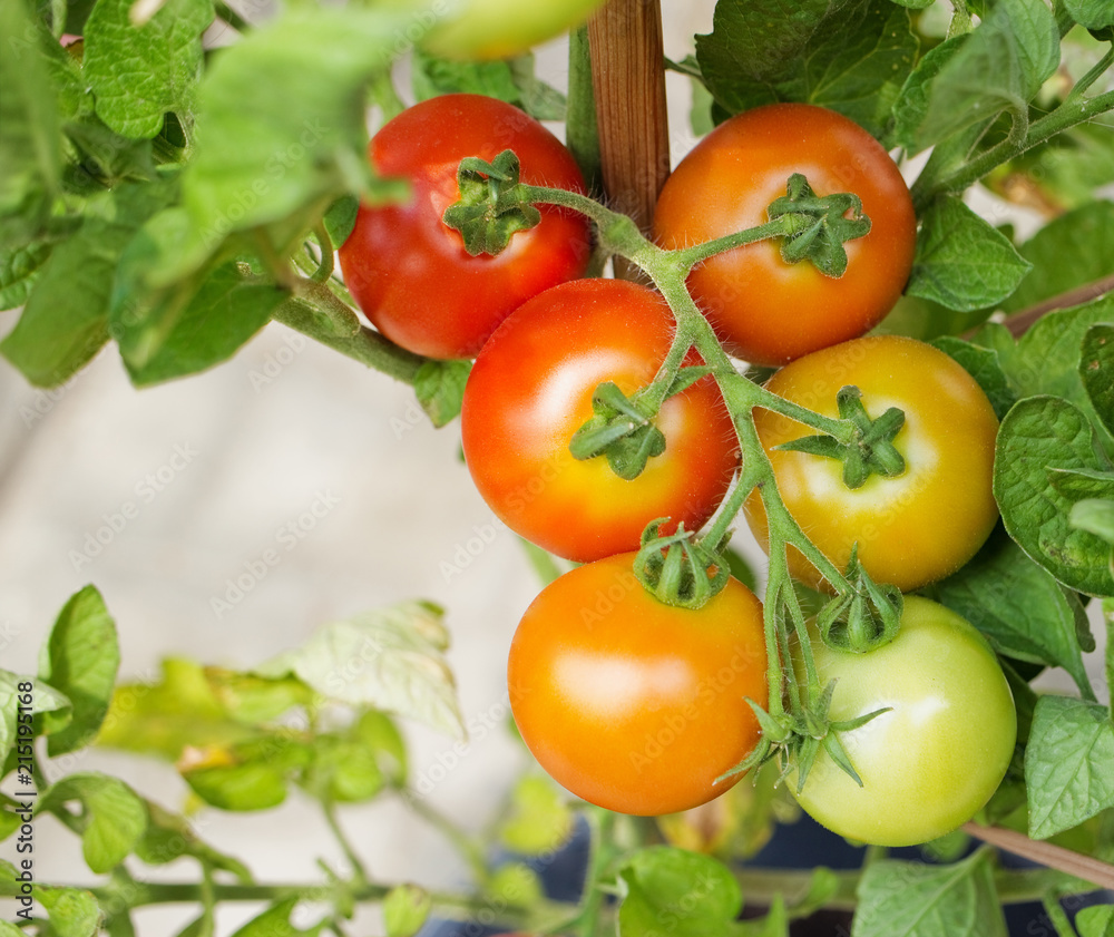 Fototapeta premium Ripening tomatoes on branch surrounded by leaves. 