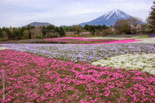 Various colored moss phlox or colorful shiba-sakura fields in shibazakura festival  Fujikawaguchiko  Minamitsuru  Yamanashi  Japan