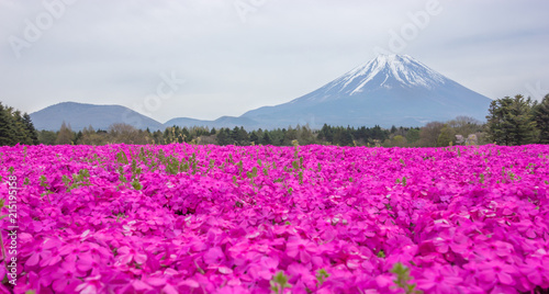 Fototapeta Naklejka Na Ścianę i Meble -  the view of beautiful pink moss phlox or shiba-sakura fields in shibazakura festival in front of Mt Fuji, Fujikawaguchiko, Minamitsuru, Yamanashi, Japan