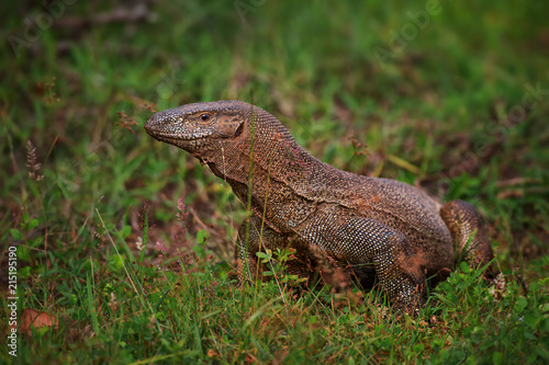 Bengal Monitor - Varanus bengalensis, large lizard from Sri Lankan forests. © David