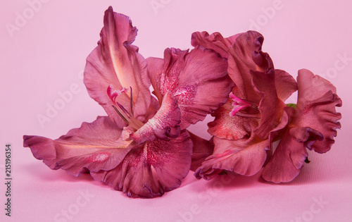 several gladiolus flowers pale pink (chocolate) on a pink background