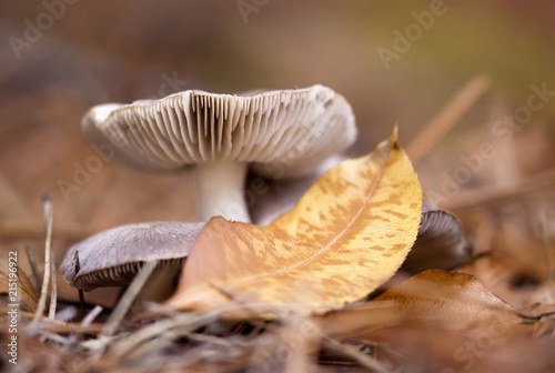 Autumn mushroom and a yellow gold leaf - close-up background