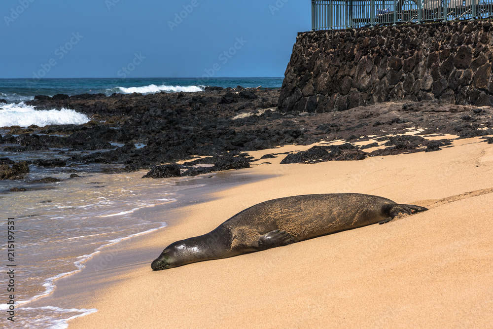 Obraz premium Hawaiian Monk Seal resting on the sand at Poipu Beach, Kauai, Hawaii 