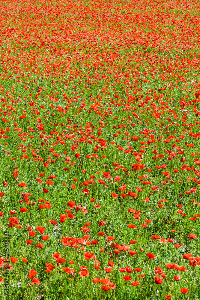 A field of poppies in full bloom under a bright sunshine.